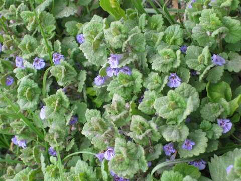 Image of Ground ivy