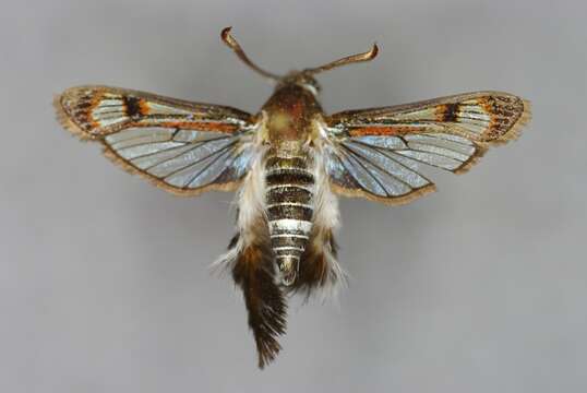 Image of African vine borer