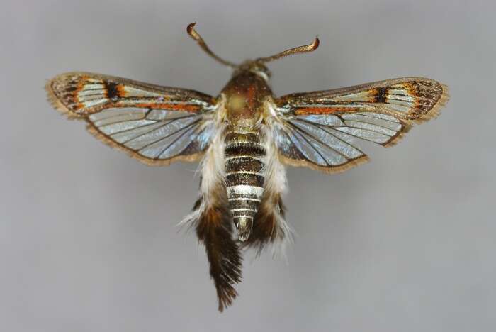 Image of African vine borer