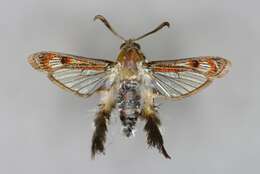 Image of African vine borer