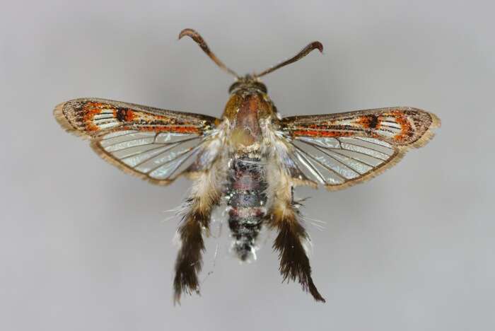 Image of African vine borer