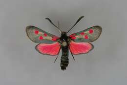 Image de Zygaena corsica Boisduval 1828