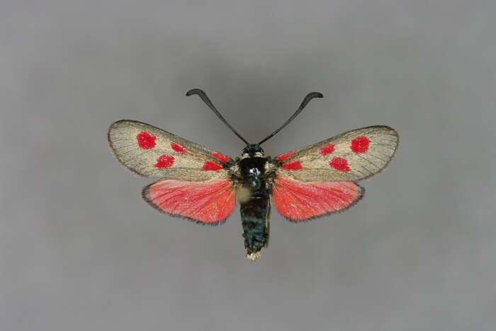 Image de Zygaena corsica Boisduval 1828