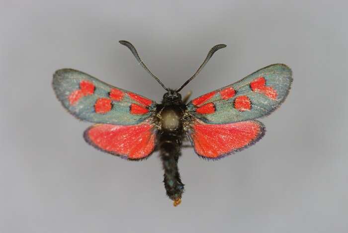 Image of Zygaena oxytropis Boisduval 1828