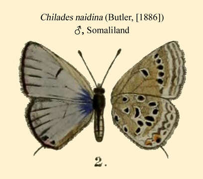 Image of Lepidochrysops naidina (Butler 1886)