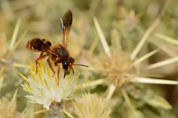 Image of Megachile judaea Tkalcu 1999