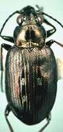 Слика од Bembidion (Bracteon) carinula Chaudoir 1868