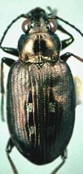 Image of Bembidion (Bracteon) carinula Chaudoir 1868