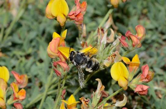 Image of Megachile manicata Giraud 1861