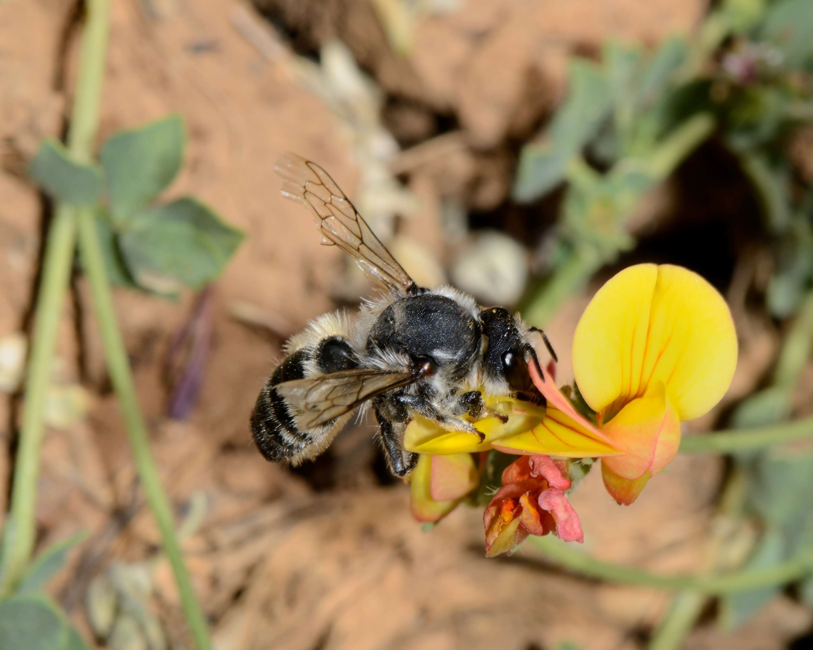 Image de Megachile manicata Giraud 1861