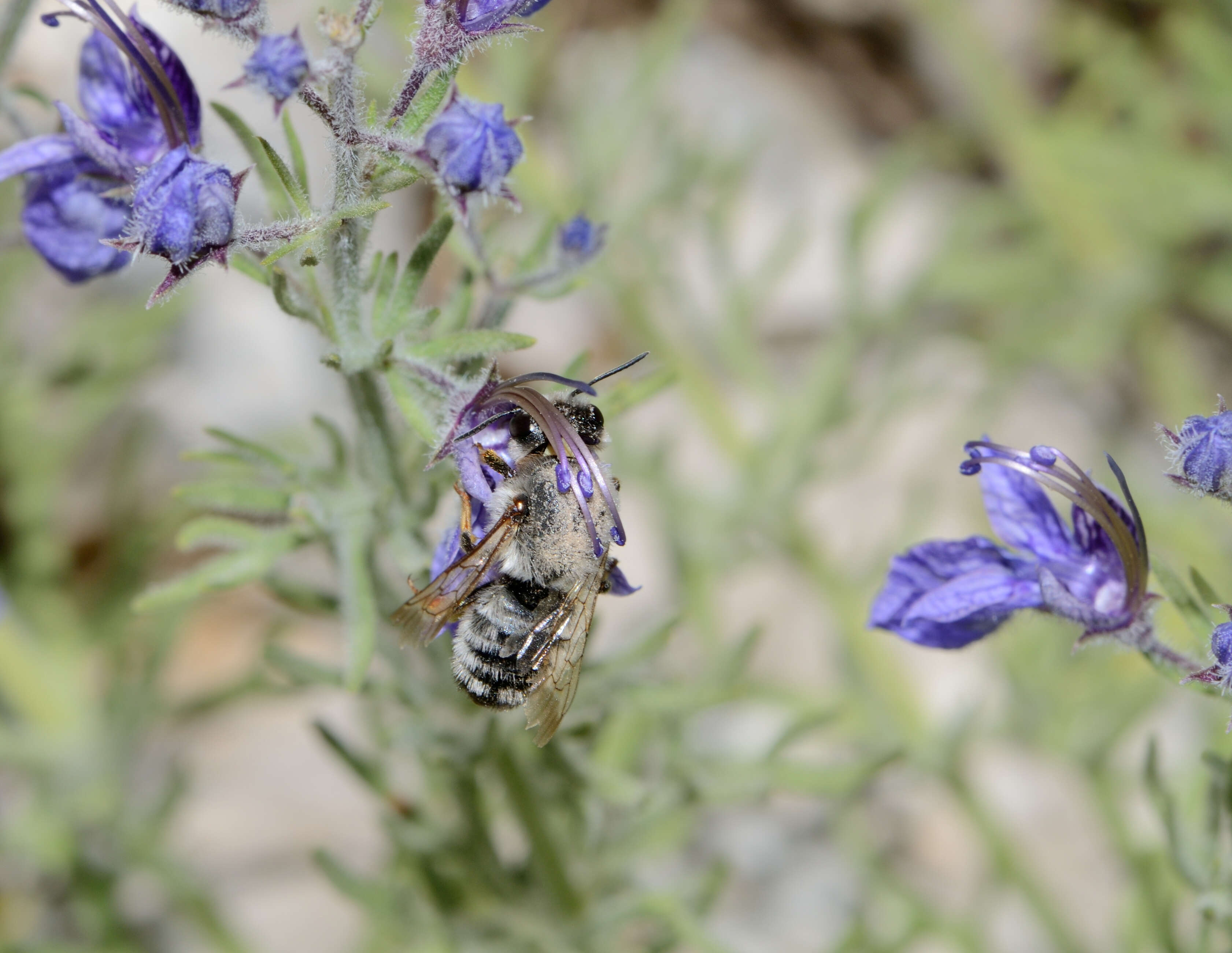 Image of Megachile pyrenaica Lepeletier 1841