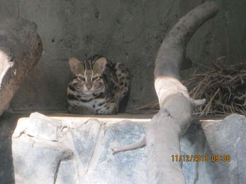 Image of Leopard Cat