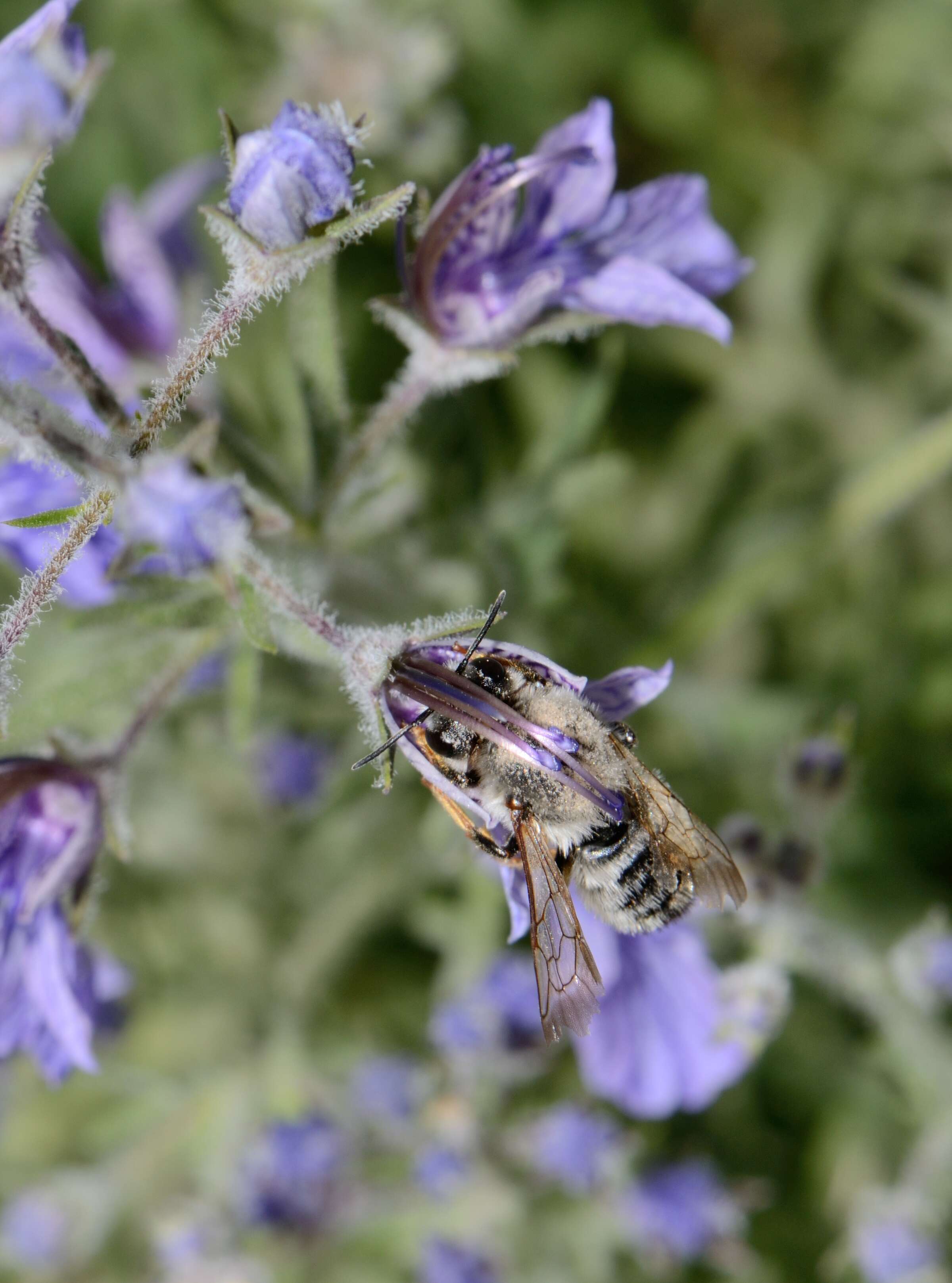 Image of Megachile pyrenaica Lepeletier 1841