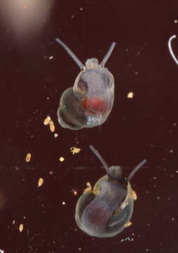 Image of Belgrandiella mimula Haase 1996