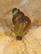 Image of Karst snail of Torna