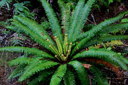 Image of Lomaria discolor (G. Forst.) Willd.