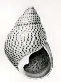 Image of Alcyna exigua