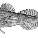 Image of Myoxocephalus verrucosus