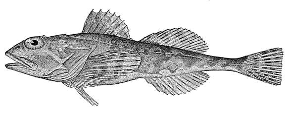 Image of Cottidae