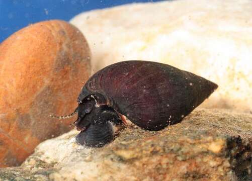 Image of Melanopsis praemorsa (Linnaeus 1758)