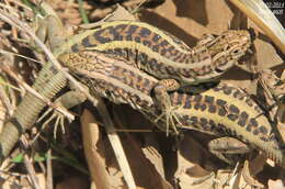 Image of Anatolian Lizard