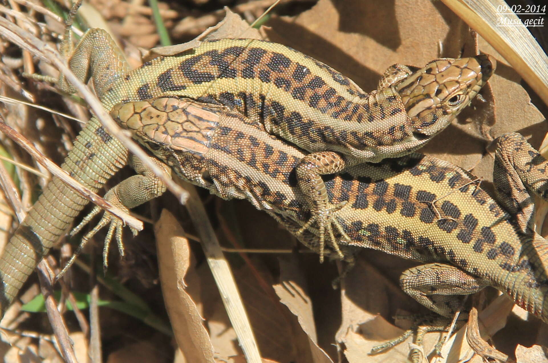 Image of Anatolian Lizard