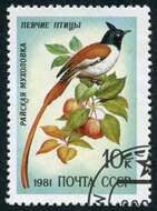 Image of Amur Paradise Flycatcher