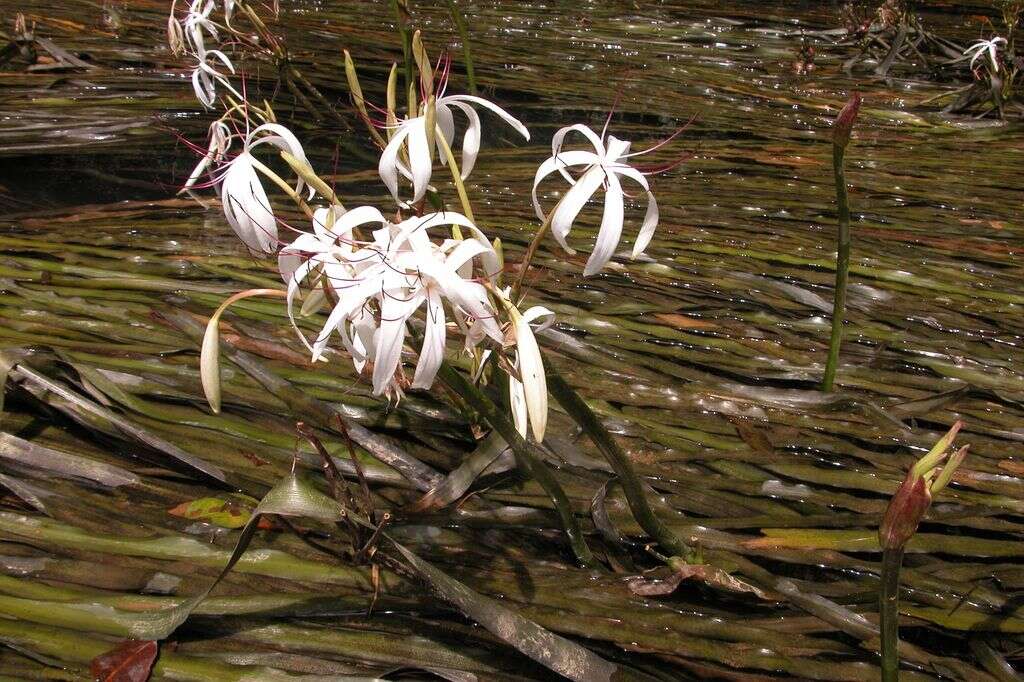 Image de Crinum thaianum J. Schulze