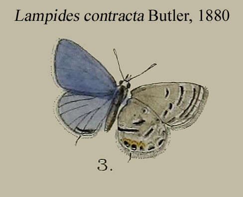 Image of Luthrodes contracta
