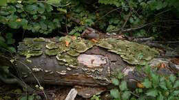 Trametes hirsuta (Wulfen) Lloyd 1924 resmi