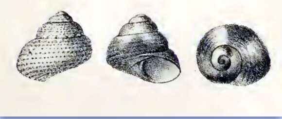 Image of Cantharidella picturata (A. Adams & Angas 1864)