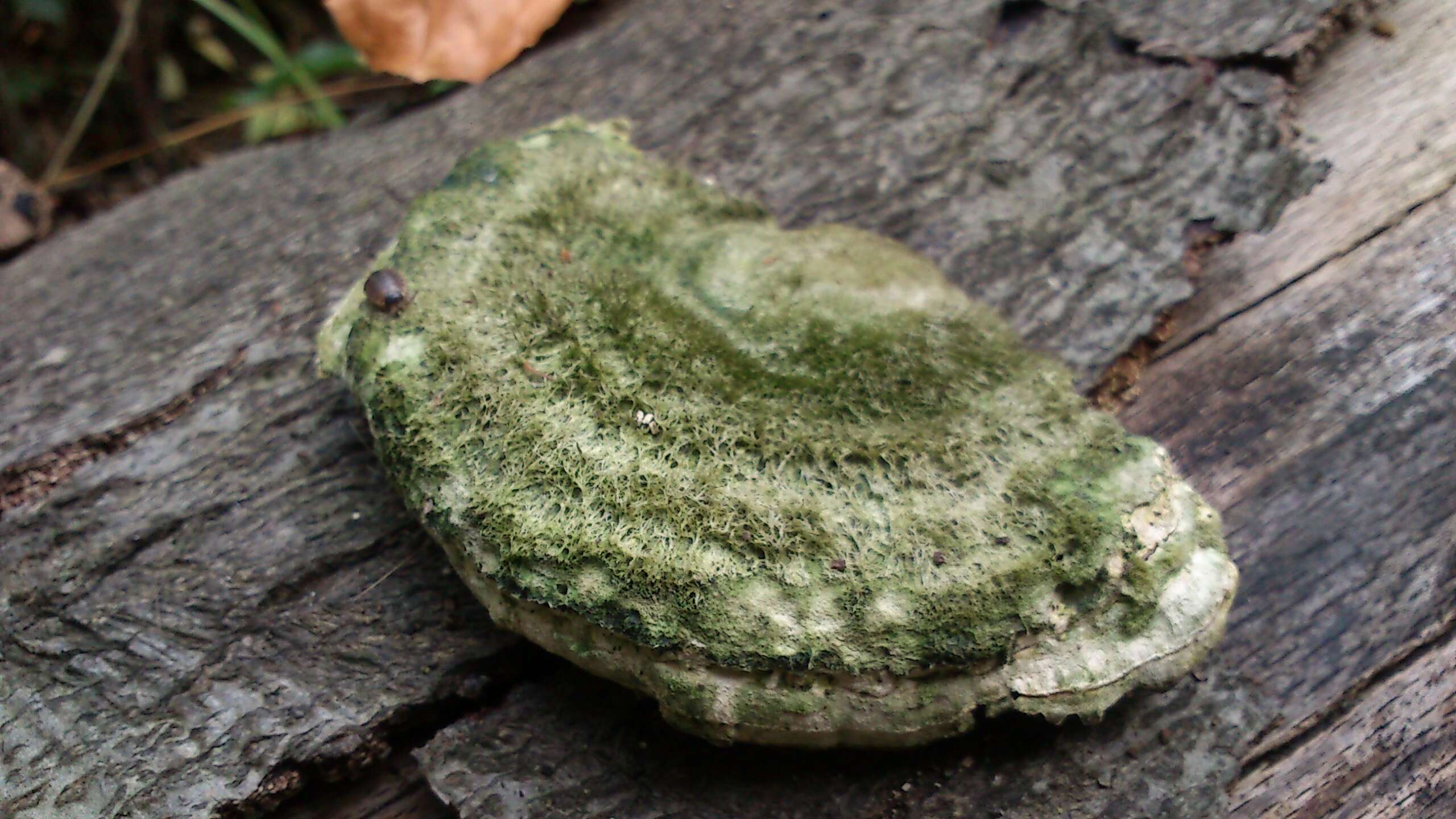 Image of Trametes hirsuta (Wulfen) Lloyd 1924