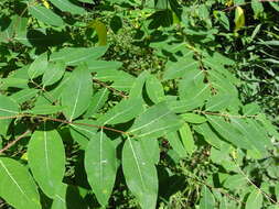 Image of Indian-hemp