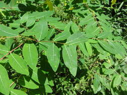 Image of Indian-hemp