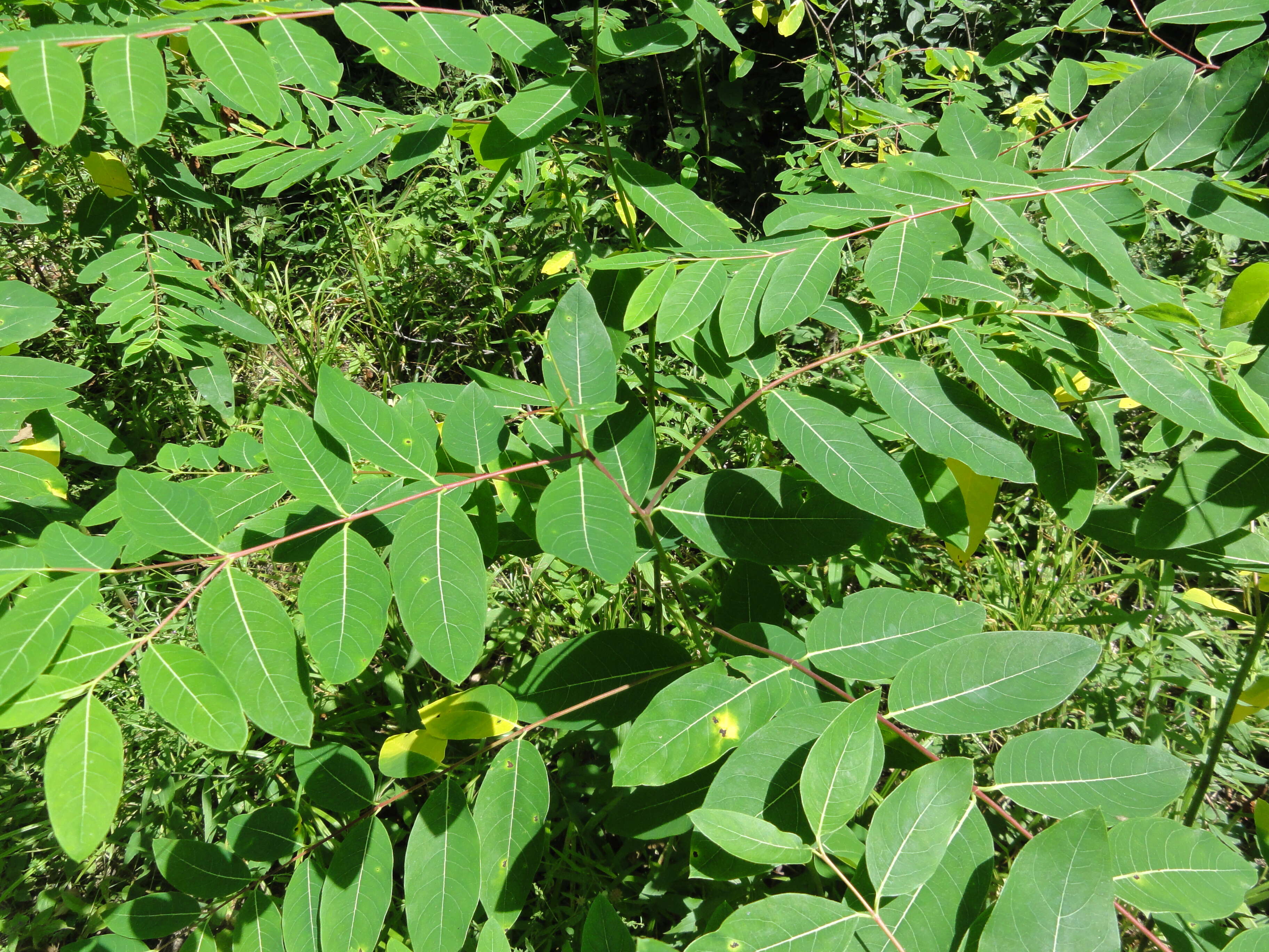 Image of Indian-hemp