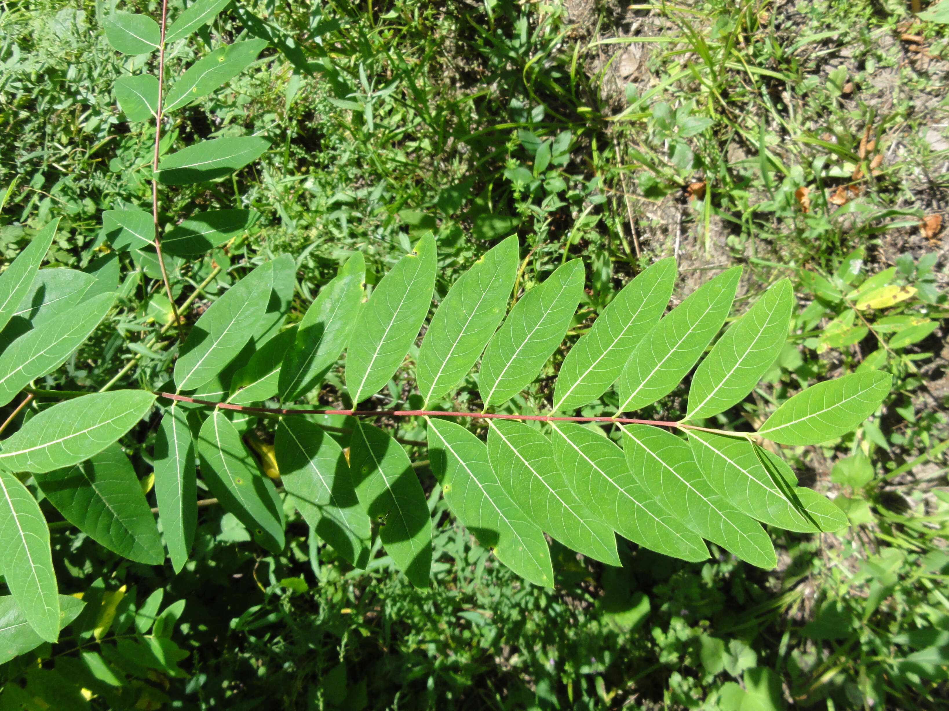 Image of Indian-hemp