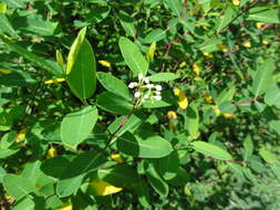 Image of Indian-hemp