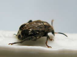 Image of Pea weevil