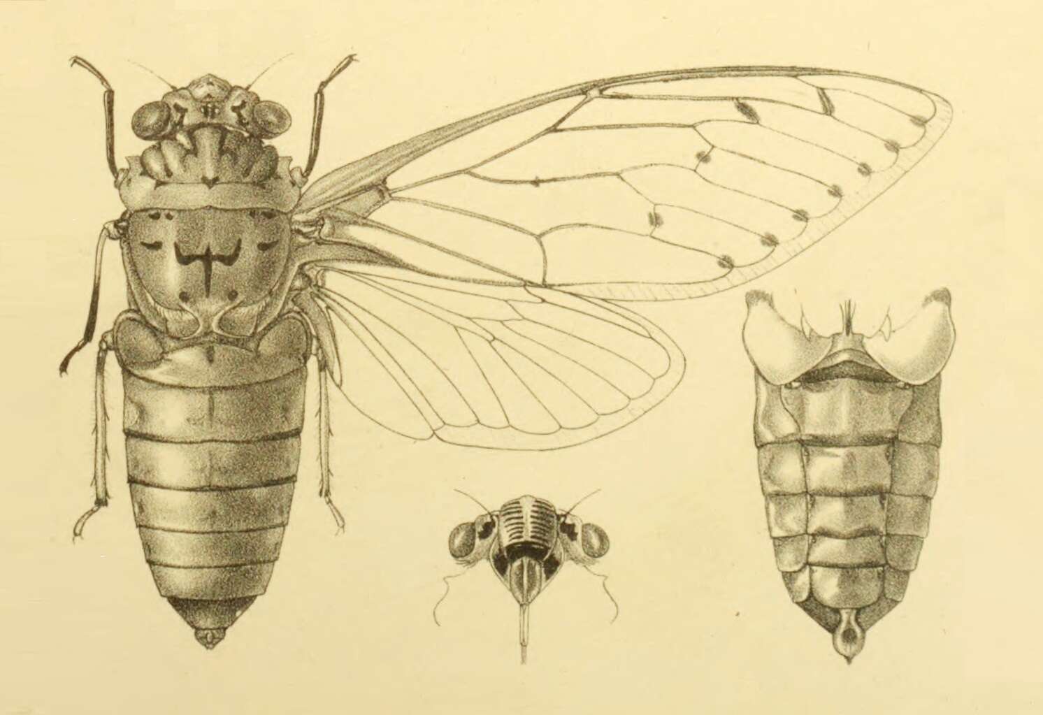 Image of Empress cicada