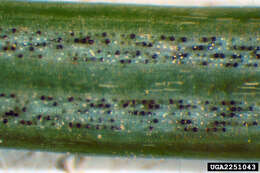 Imagem de Phaeocryptopus gaeumannii (T. Rohde) Petr. 1938