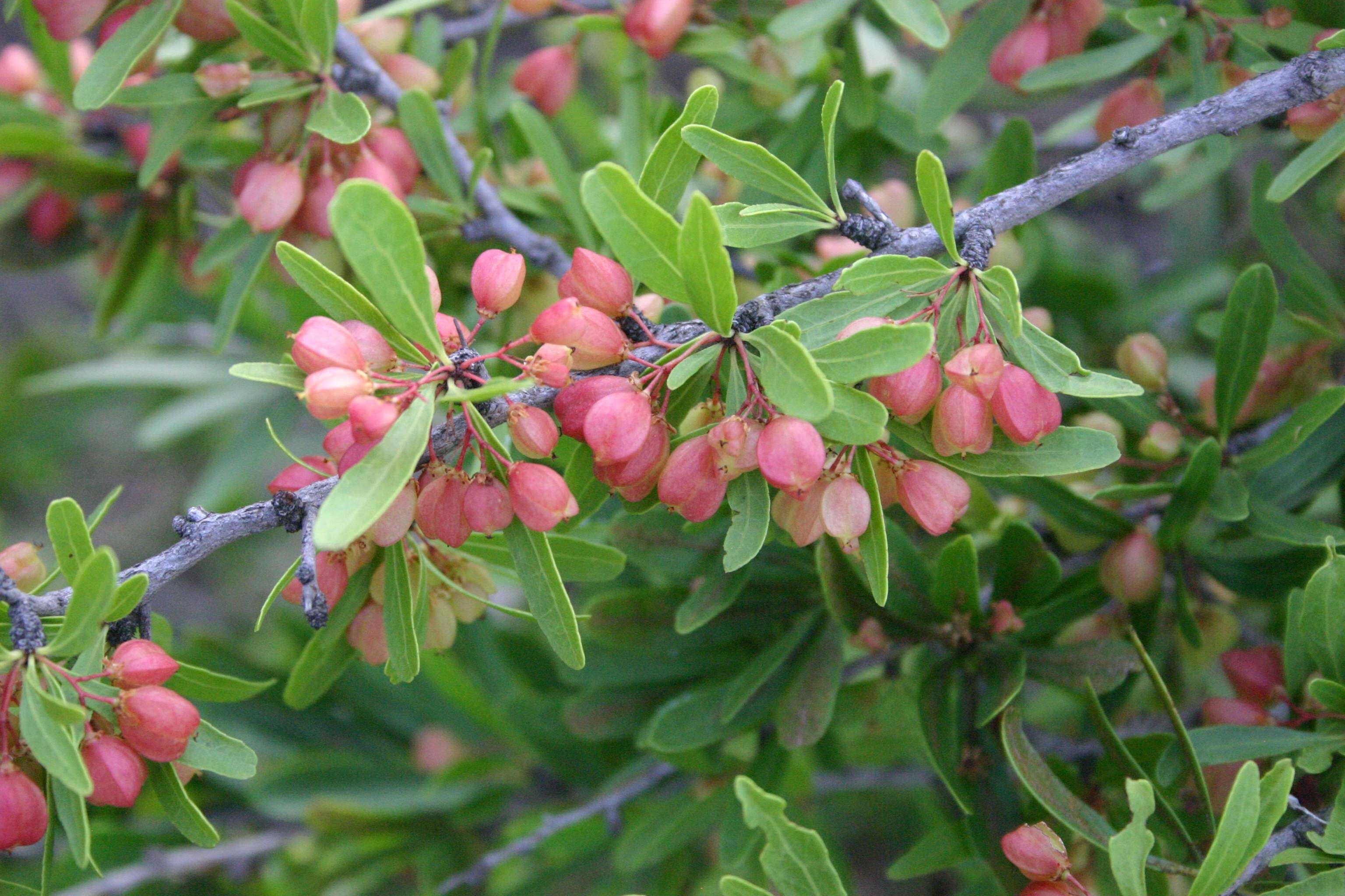 Image of Gymnosporia tenuispina (Sond.) Szyszyl.