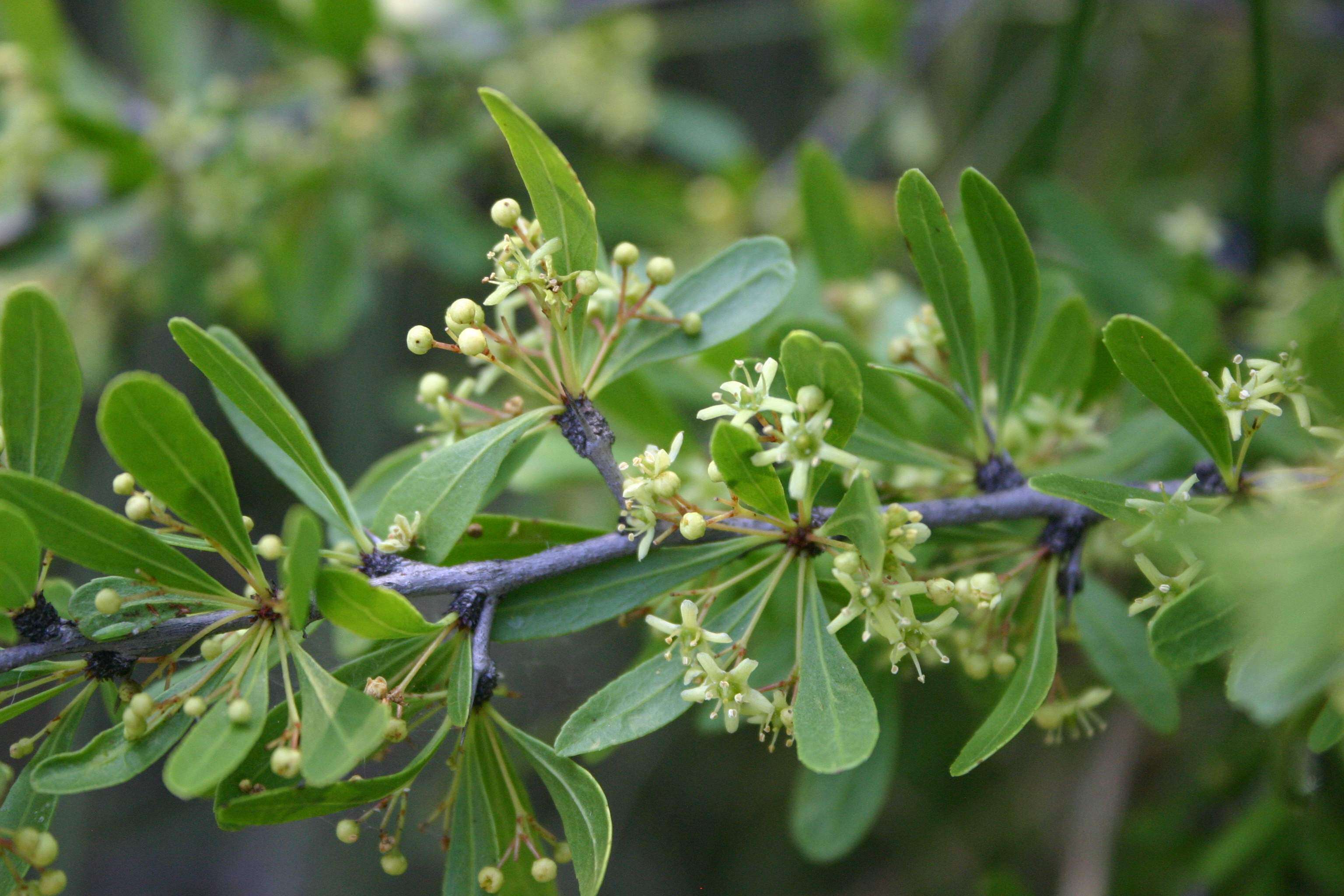 Image of Gymnosporia tenuispina (Sond.) Szyszyl.