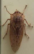 Image of hairy cicadas