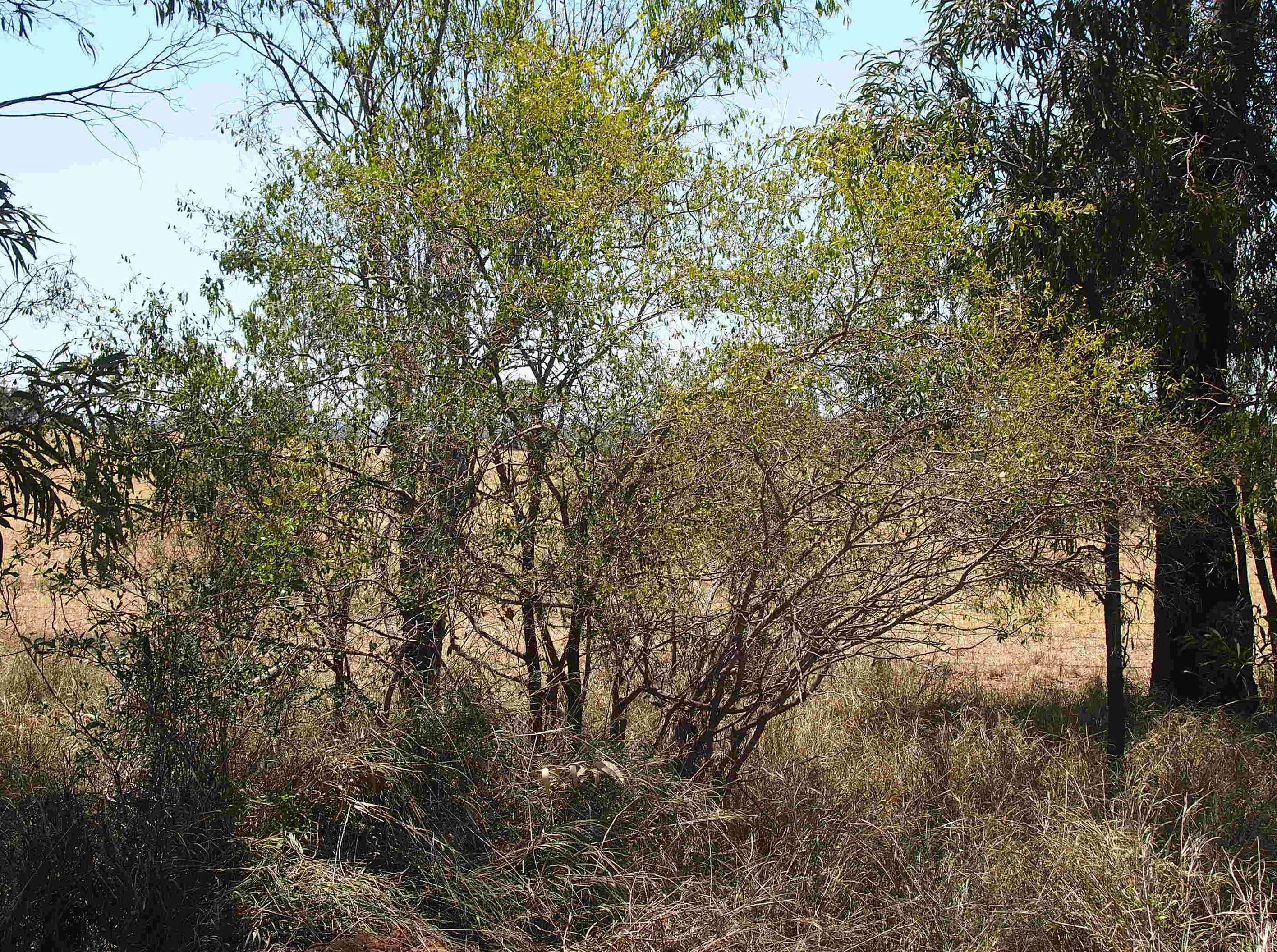 Image of Erythroxylum australe F. Müll.