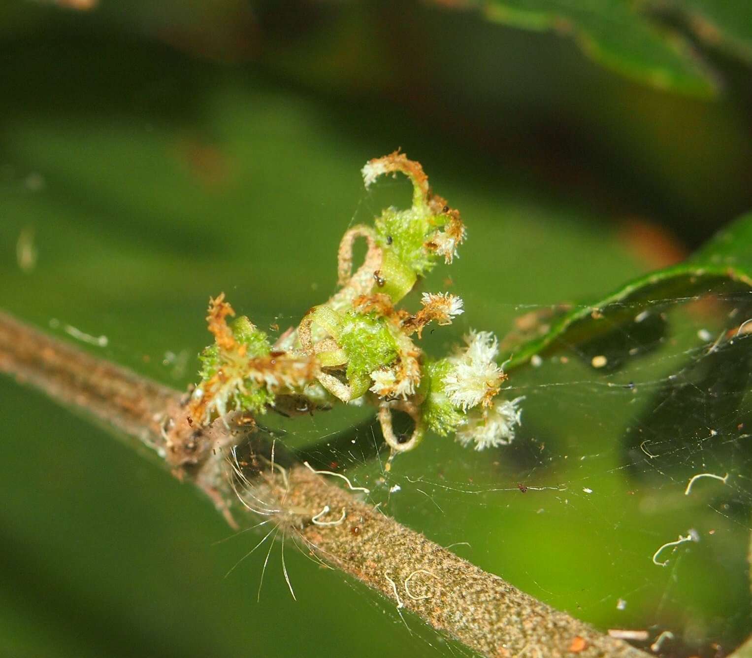 Sivun Mallotus claoxyloides (F. Muell.) Müll. Arg. kuva