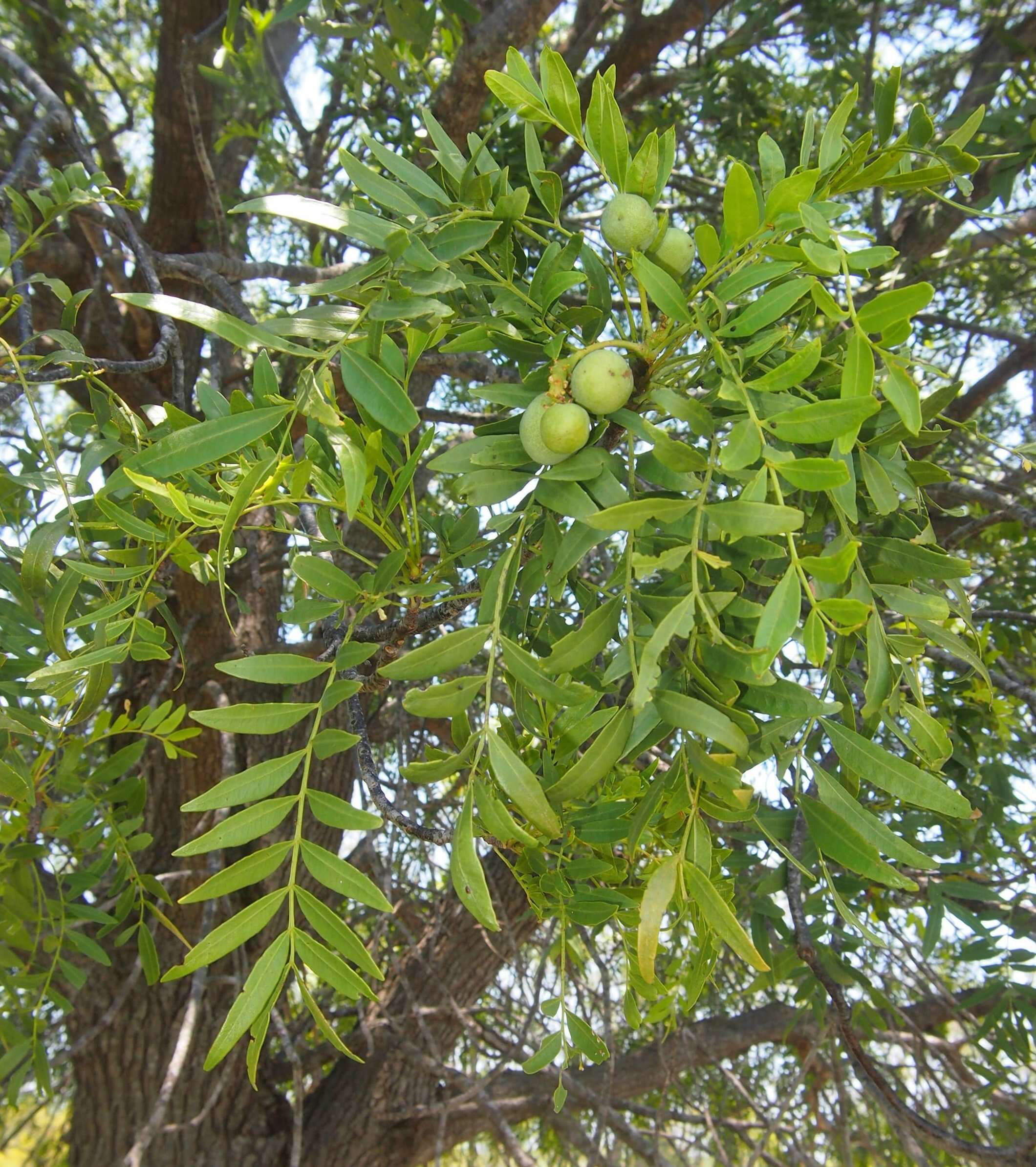 Image of Owenia acidula F. Müll.