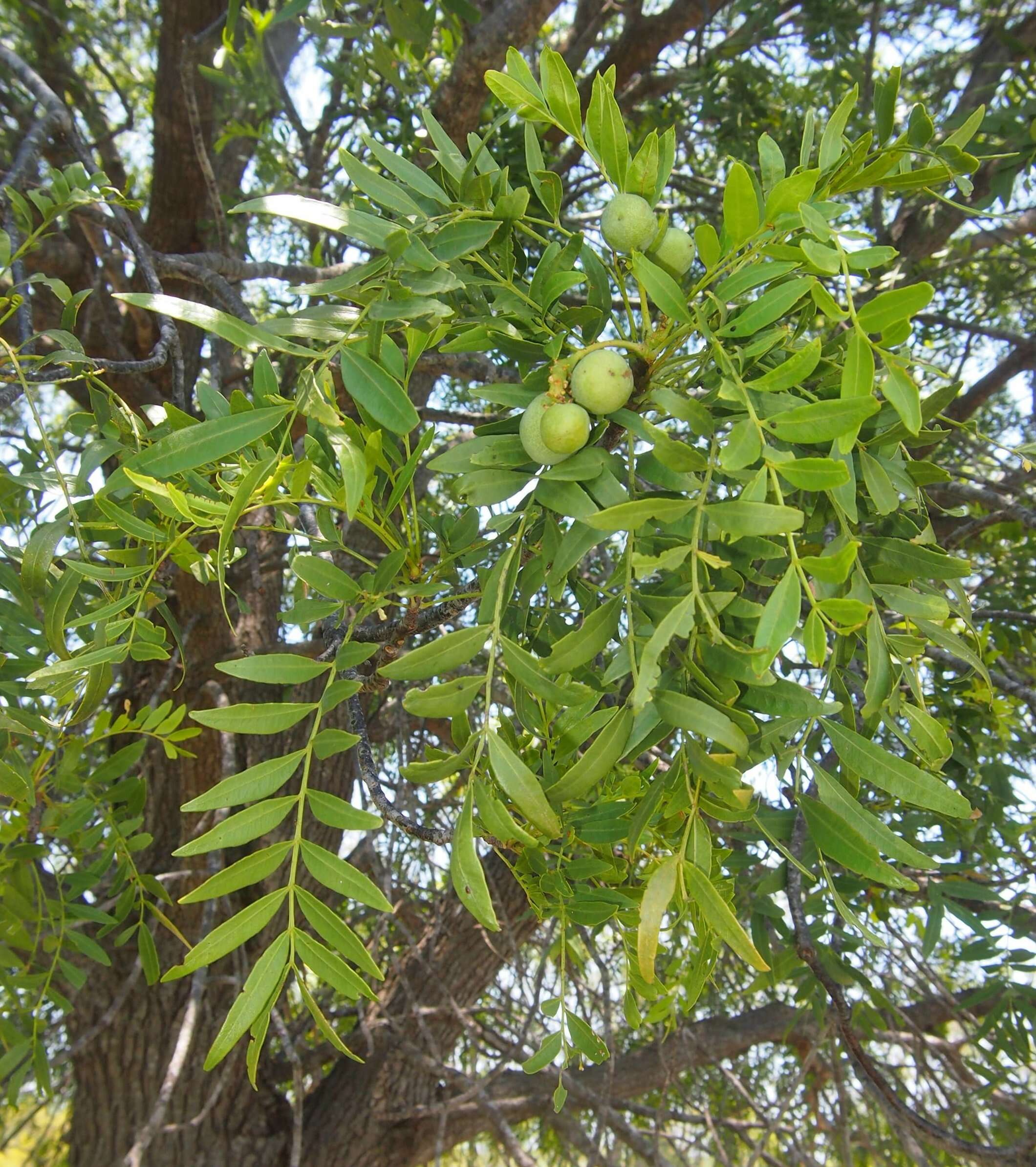 Owenia acidula F. Müll. resmi