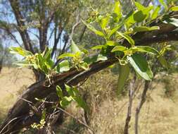 Image of Parsonsia eucalyptophylla F. Müll.