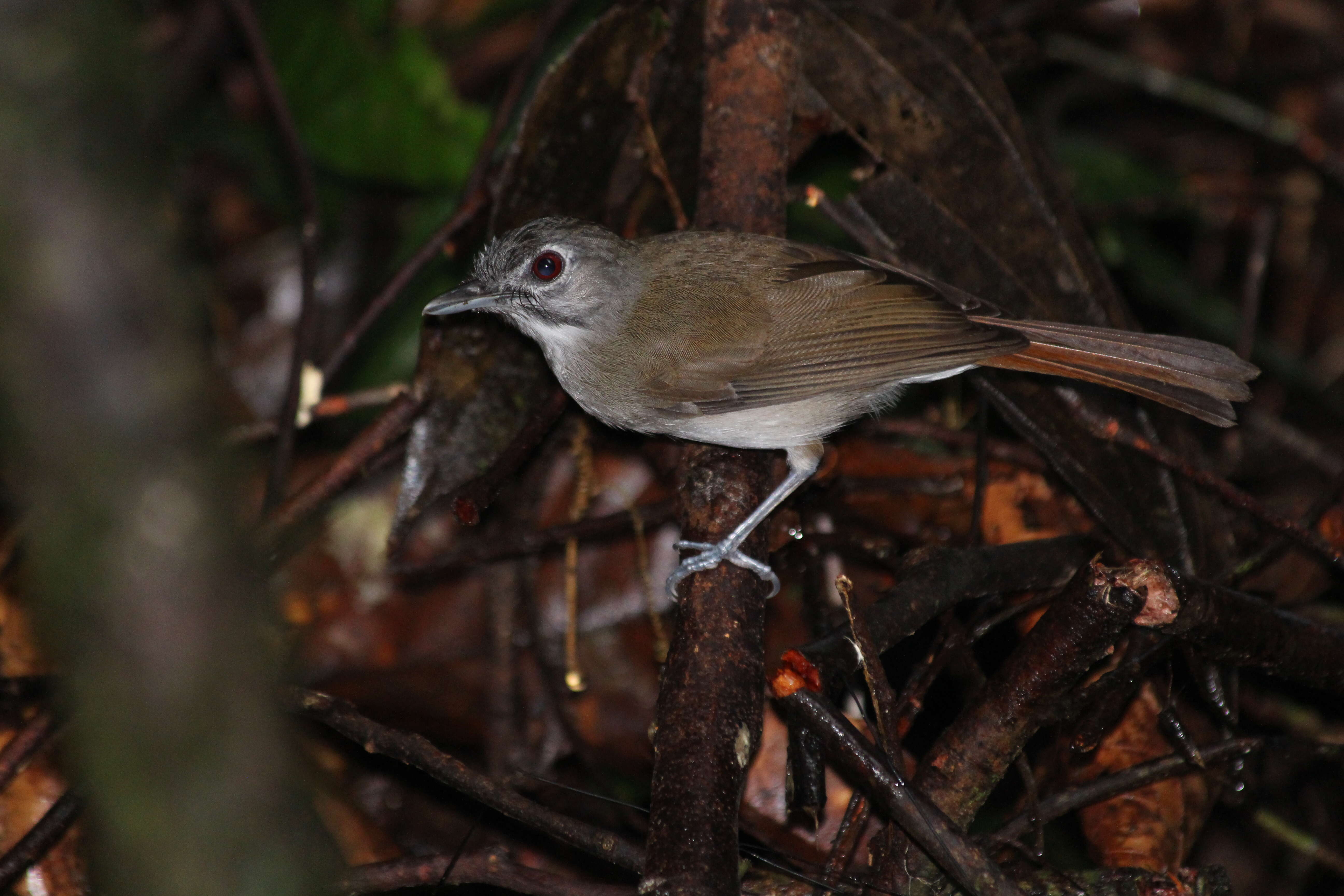 Image of Moustached Babbler