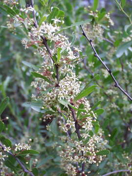 Слика од Gymnosporia tenuispina (Sond.) Szyszyl.